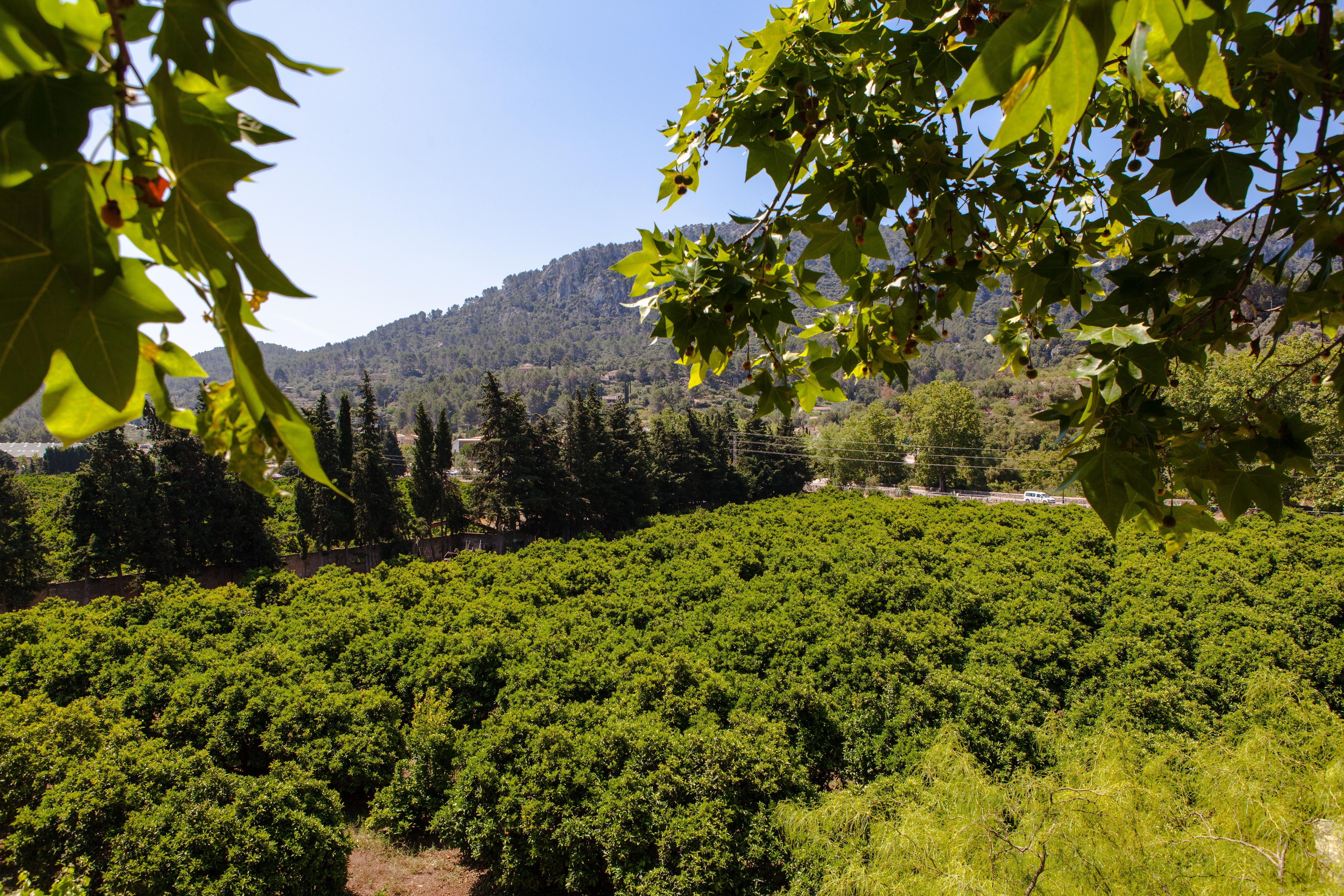 Agroturismo Son Galceran (Adults Only) Esporles Exterior photo